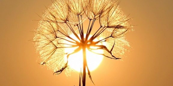 pixabay-dandelion-1557110_640
