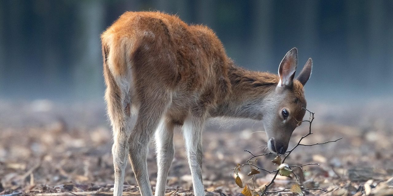 pixabay-deer-5623012_1280